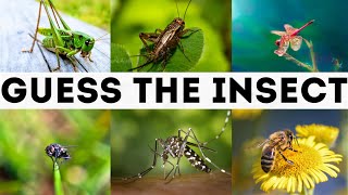 Video for kids. Guess the insect by the sound. Fly Mosquito Cricket Grasshopper Dragonfly Beetle Bee