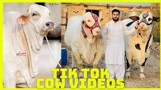 Tik Tok Eid Ul Adha Special | Cow Tik Tok | Cow Videos | Qurbani | Qurbani Ke Janwar | Bakra Eid