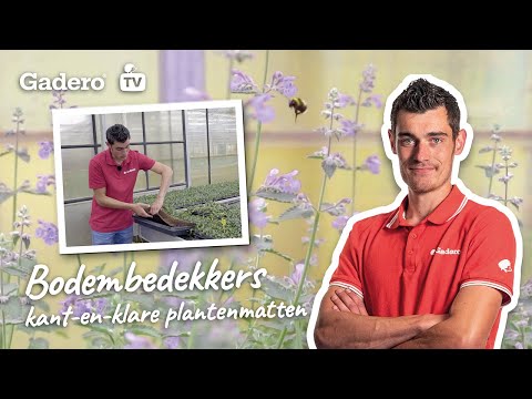 Video: 7 Beste Bodembedekkers Voor Rotstuin. Lijst Met Bodembedekkers Met Foto's - Pagina 8 Van 8