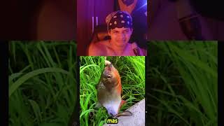ANIMAIS DA AMAZONIA. #videoshort #react #vídeoscurtos #aniamal #perigosos #shots