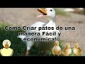 Cómo Criar patos Fácilmente!!!