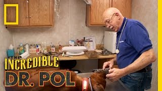 Porcupine’d Pups | The Incredible Dr. Pol