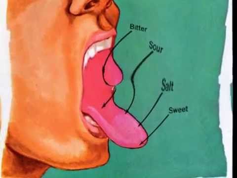 Parts of the Tongue - YouTube