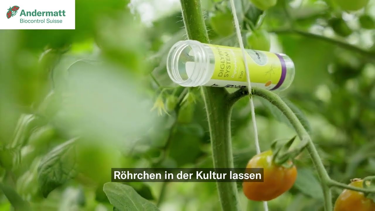 Ausbringung von Diglyphus isaea zur Bekämpfung von Minierfliegen | Andermatt Biocontrol Suisse