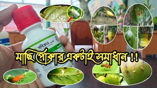 সবিক্রন এর কাজ কি? কোন কোন ফসলে সবিক্রন ব্যবহার করা যায়। ফলের মাছি পোকা দমনে সবিক্রন এর ব্যবহার।