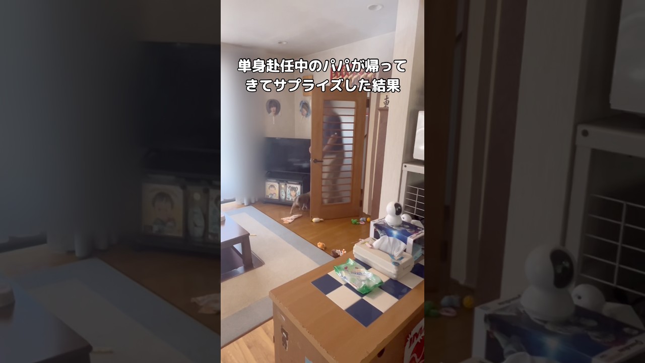 単身赴任してるパパには伝えないで飼い始めた柴犬パピーとパパが初対面したら #柴犬 #子犬 #shorts