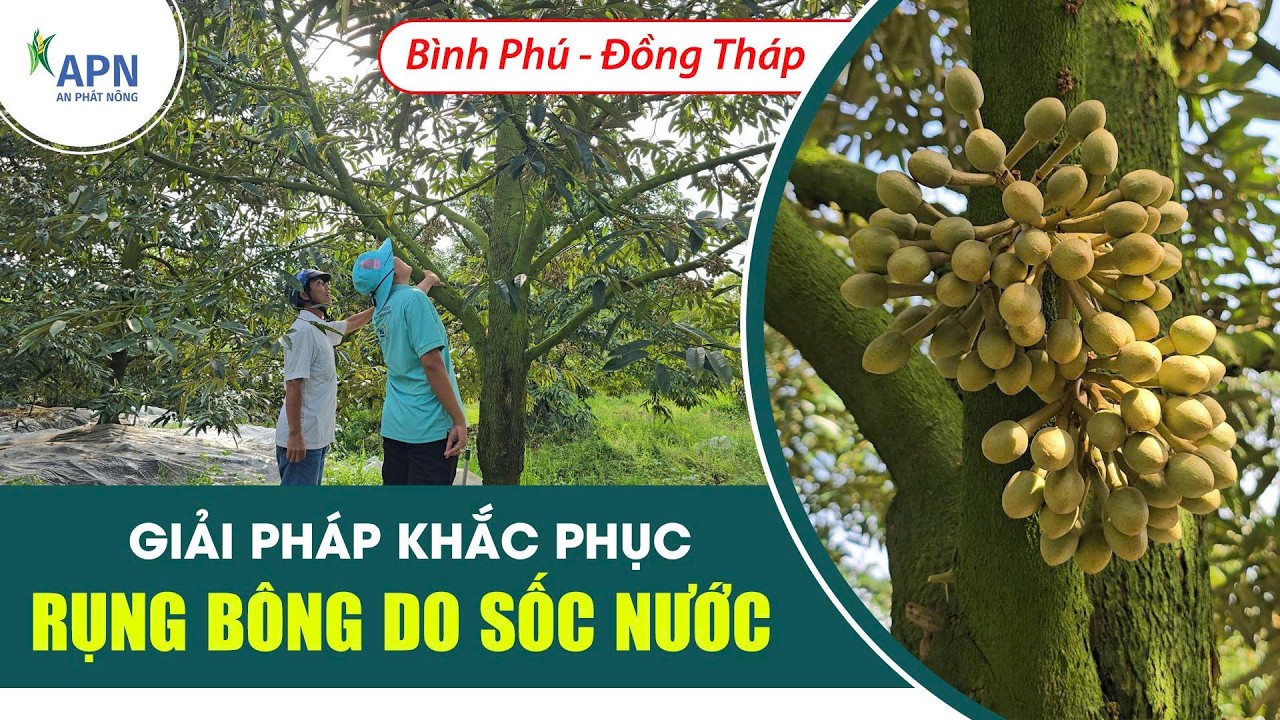 APN - KHẮC PHỤC RỤNG BÔNG DO SỐC NƯỚC | CÁCH ĐẬY BẠT CHUẨN KHI XỔ NHỤY