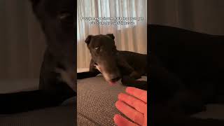 Quand tu négocie une ballade avec le dog #petsitter #dogsitter #nouvellezelande #dog