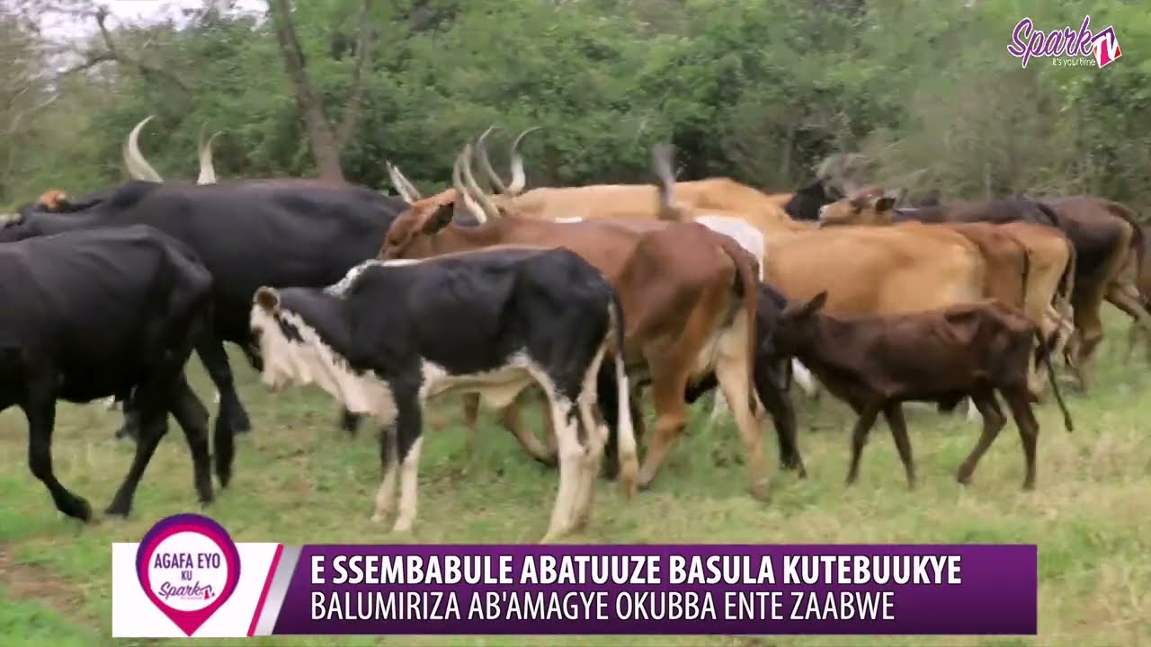 E Ssembabule abatuuze basula ku tebuukye, balumiriza ab'amagye okubba ente zaabwe