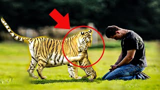 A Tigress Gave Her Cub To This Man. Then He Did Something Incredible!