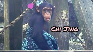 Chi Jing loves to be pretty🐵🐵Chimpanzee Daily|Taipei zoo#黑猩猩 #animals #台北市立動物園  @hellochimpazeetv