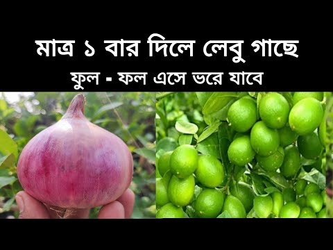 ভিডিও: টিউলিপ গাছ কি দ্রুত বাড়ছে?