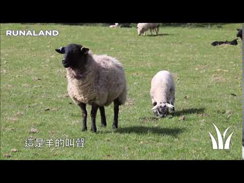 羊_聲音點點名(動物版) | RUNALAND 路納星球