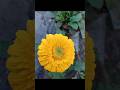 ফুলের সৌন্দর্য্য||#new #short #video #flowers #viralvideo