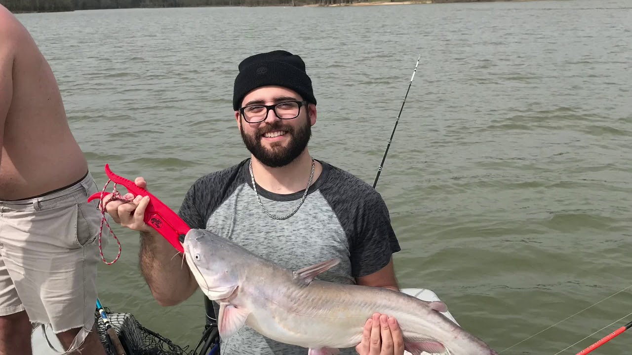 Spring time Blue Cats