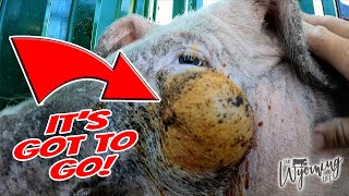 Insane! Draining a Huge, Puss-Filled Pimple on a Pig