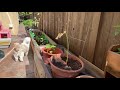 My dog visiting my garden