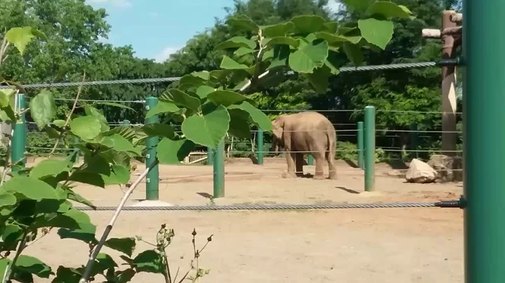 Louisville Zoo Elephants 2017