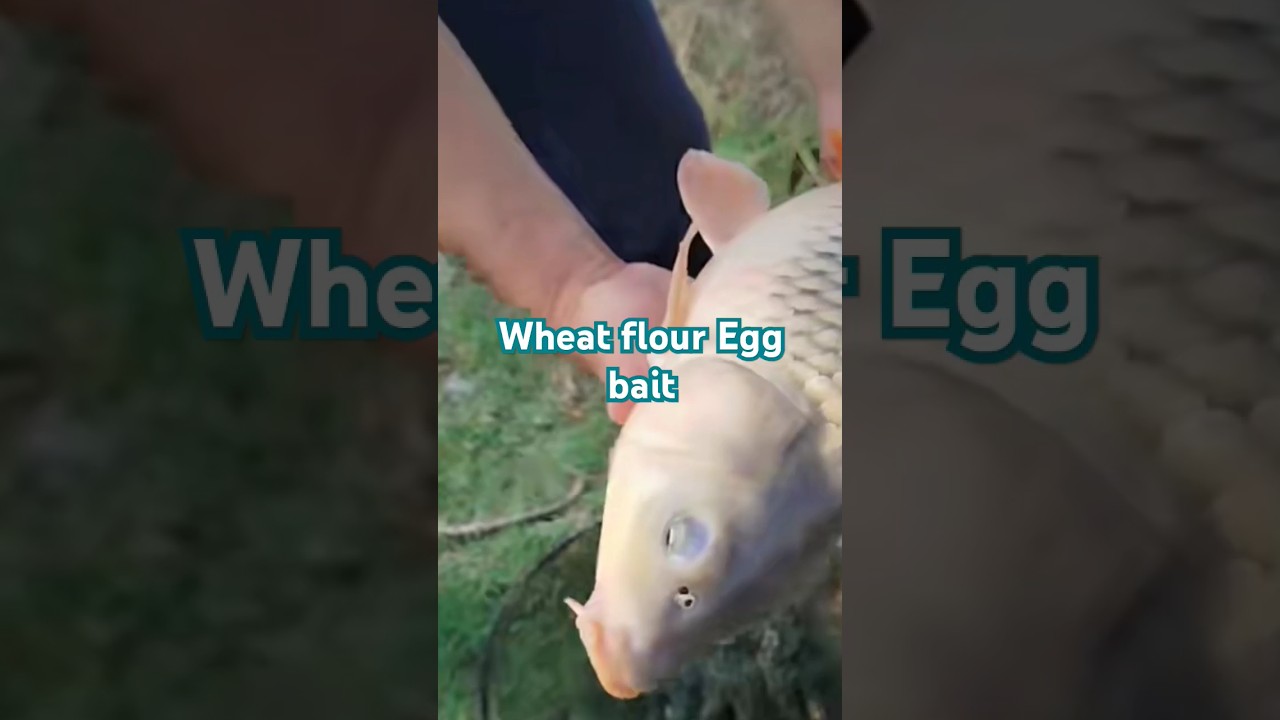 wheat flour egg master carp fishing natural baits|egg use in bait