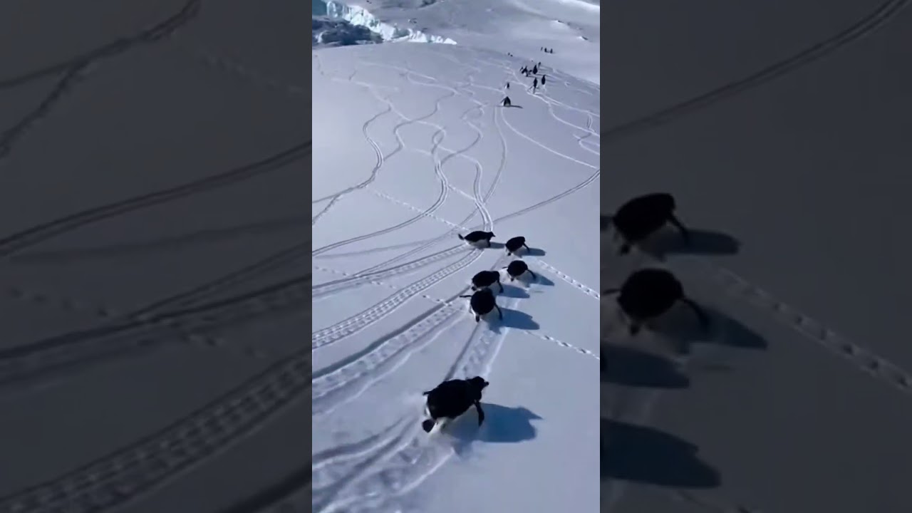 cute penguins slide down snowy hill 🥰 