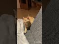 Wenn Katzen wie Hunde apportieren 🤣 Teil 1 #funny
