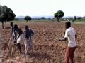 view From the Field: Musical Labor Performed in Northwest Tanzania [Live in Northwest Tanzania 1995] digital asset number 1