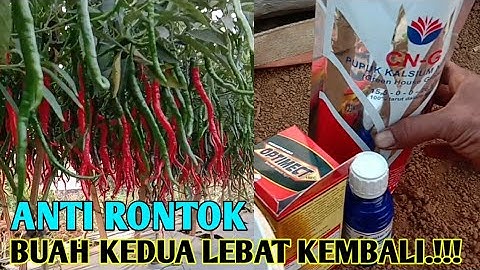 Dengan Pupuk Ini Cabe Berbuah Lebat || pembuahan kedua cabai merah keriting / pertanian