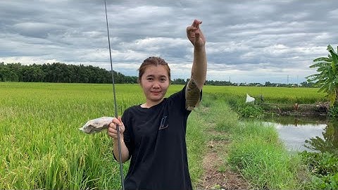 Câu Cá Chốt Kiểu Miền Tây Sông Nước | Hải Yến Vlog