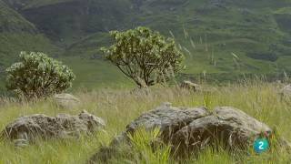 Grandes documentales - África extrema: Las Montañas del Dragón. Sobrevivir en la cumbre