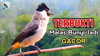 For those who are lazy, the sounds of gacor finches calling their friends