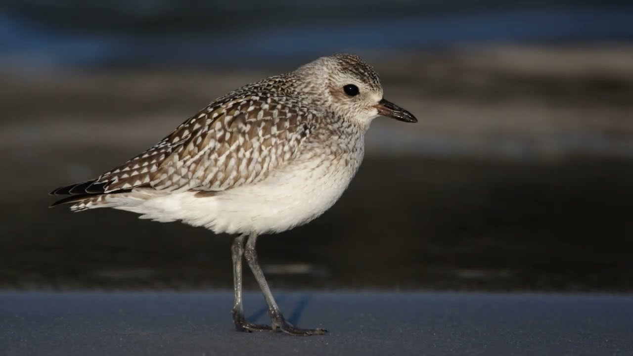 The Grey Plover: Close Up HD Footage (Pluvialis squatarola) 