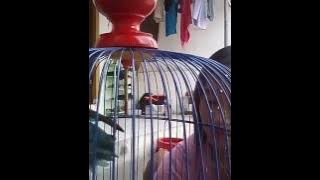 Cewek mandiin burung Lovebird,fokus ke Lovebird aja ya !!! Hehehe