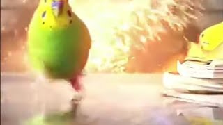 попугай эпично бежит под взрывы с ковером на deja vu но это 2д анимация.