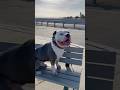 My dog goes on a little beach adventure