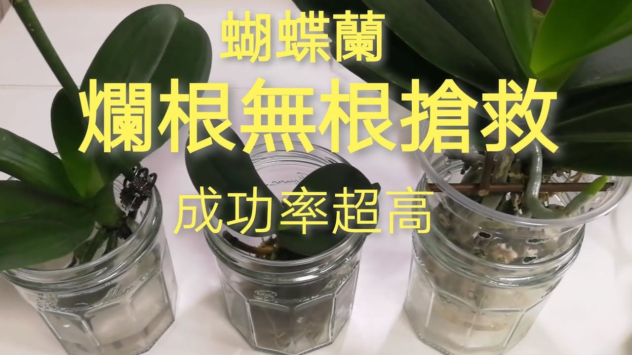 蘭花  爛根無根搶救示範 屢試屢爽28/05/2019
