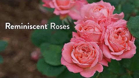 The Reminiscent Rose Series