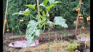 Grow zucchini vertically to save space in the garden!