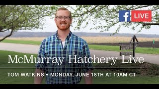 McMurray Hatchery Facebook Live: Hatch Day with Tom Watkins