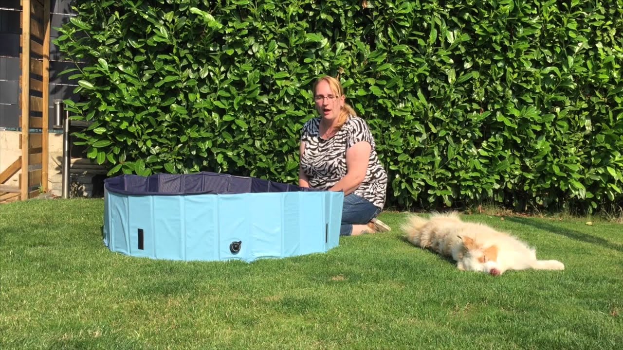 Hundepool Test 2020 Die Besten 5 Hundepools Im Vergleich Neu