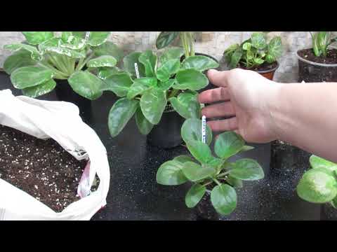 ЗАЧЕМ И КОГДА ПЕРЕСАЖИВАТЬ ФИАЛКИ И ДРУГИЕ РАСТЕНИЯ. ВАЖНО !!
