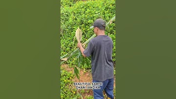 super sharp simple smart tool for cutting bamboo branches quickly #shorts