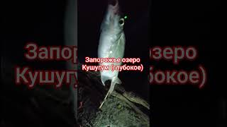 Запорожье озеро Кушугум (глубокое) подводная съёмка карп окунь подлещик#рыба #рыбалка #юмор