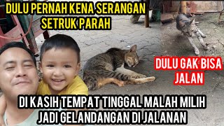 Download Lagu Strange Cat Given a Home Chooses to Become Homeless After Running Away from Cats Lovers TV..‼️ MP3