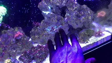 Cobalt Aquatics C-Vue 40 Fallow tank update