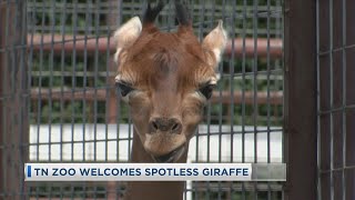 Tennessee Zoo Welcomes Spotless Giraffe