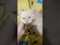 #cat #kucinglucu #funny #kucing #pets #catvideos #cats #petlover