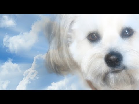 Photoshop tutorial: How to make a Beautiful, Memorial of your Pet.