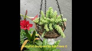 String of Jade in #ohTrees self-watering pot