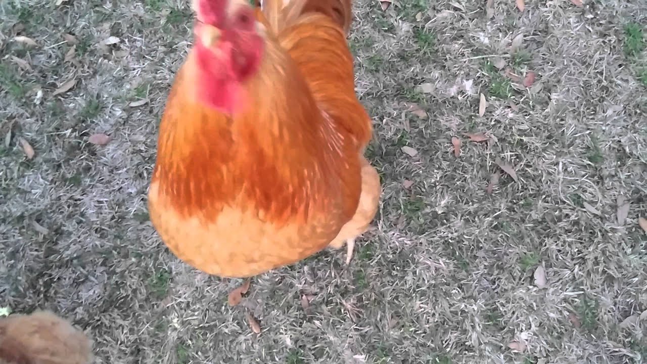 Sweet Rooster Giving Treats To His Hens YouTube