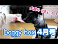 【Doggy box】犬用ハーブティーを初めて飲む琥白さん【4月号】
